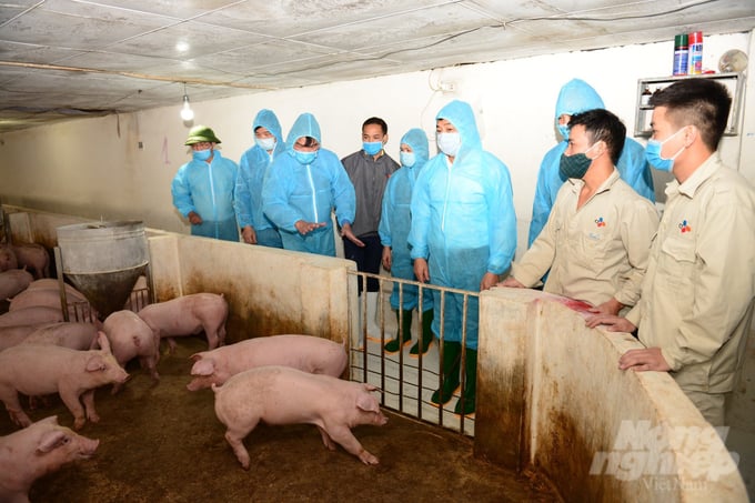 Bac Giang province has strengthened its disease prevention efforts for local pig herds. Photo: Kien Trung.