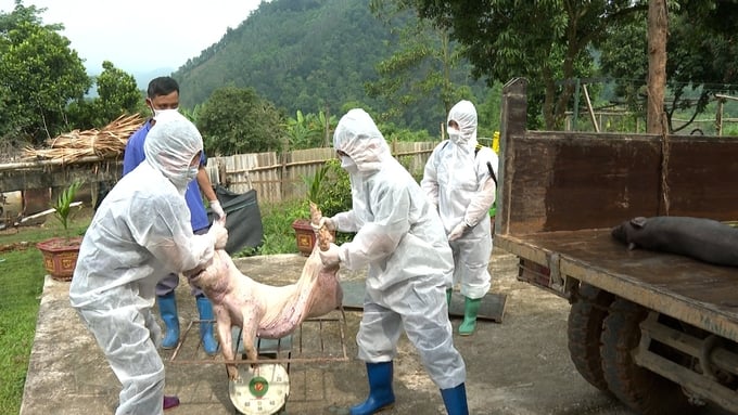 Forty-four provinces and cities nationwide are experiencing outbreaks of African swine fever. Photo: Ngoc Tu.