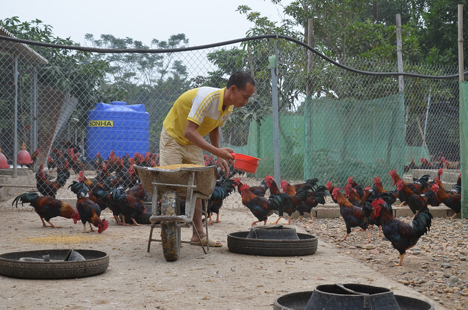 Chăn nuôi hiện nay thành hay bại phụ thuộc chính vào công tác phòng bệnh. Ảnh minh họa: Vân Đình. 