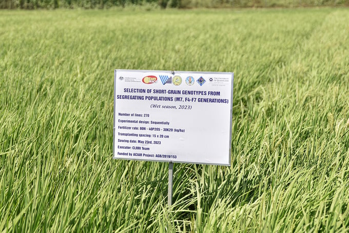 Rice varieties developed by the Cuu Long Delta Rice Research Institute now dominate a significant portion of rice production in the Mekong Delta. Photo: Quynh Chi.