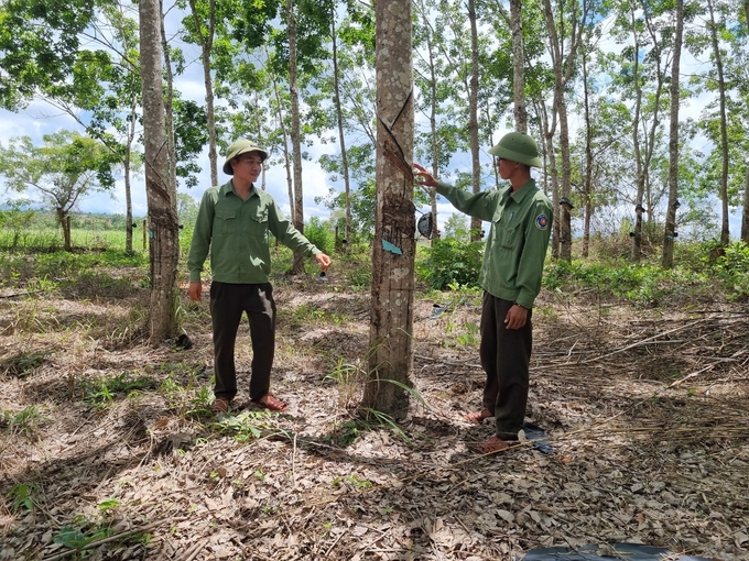 Cao su vẫn đang được khai thác hàng ngày. Ảnh: Tuấn Anh.