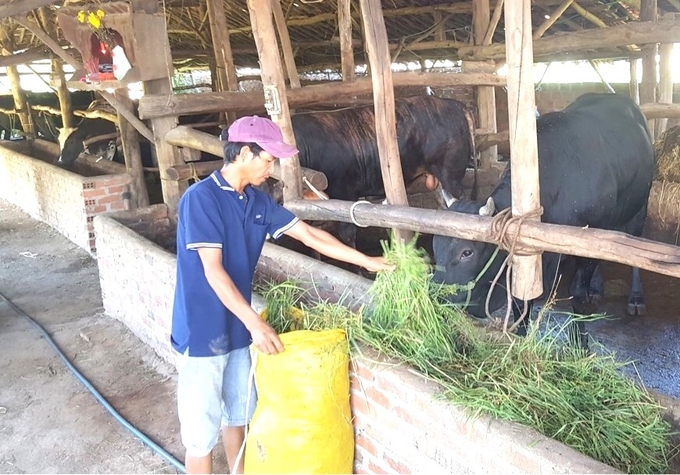 Hiện nay, bò BBB ở Bình Định được thương lái mua giá cao nhất trong các loại bò lai. Ảnh: V.Đ.T.