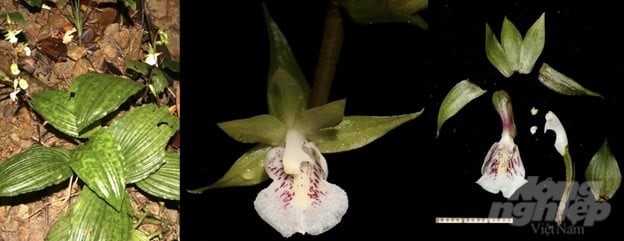 Collabium chinense (Rolfe) Tang & F.T. Wang, belonging to group IIA in the List of endangered, precious and rare forest plants and animals according to Decree No. 06/2019/ND-CP and Decree No. 84/2021/ND-CP, was recorded at the investigation. Photo: USAID.