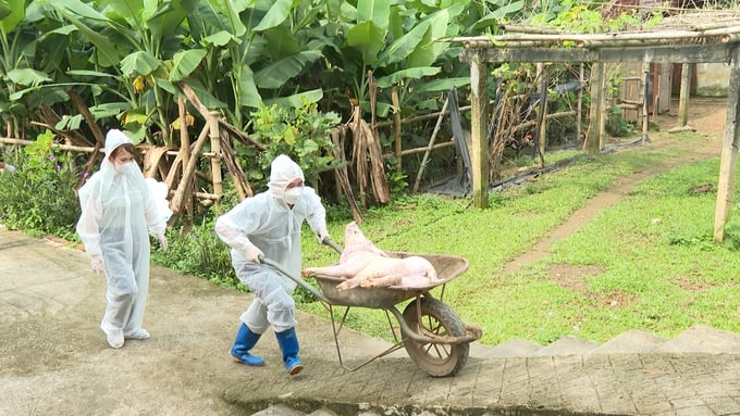 African swine fever continues to spread in Bac Kan province. Photo: Ngoc Tu.