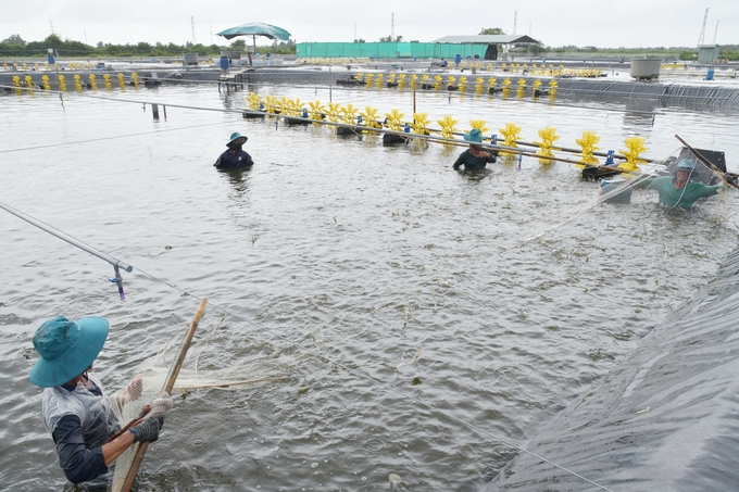 Tỷ lệ sống của tôm Việt Nam trong nuôi thương phẩm hiện nay còn thấp do nhiều yếu tố như: Dịch bệnh, chất lượng con giống chưa ổn định và quy mô nuôi nhỏ lẻ... Ảnh: Hồng Thắm.