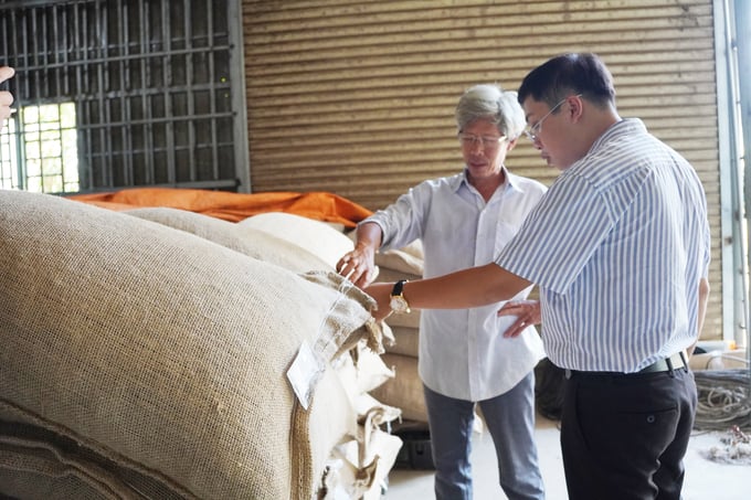 Mr. Nguyen Ngoc Luan, Director of Lam San Agricultural Cooperative (wearing glasses), inspecting the cocoa batch before exporting it to Europe. Photo: Nguyen Thuy.