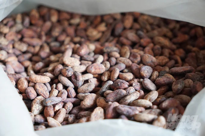 Lam San Agricultural Cooperative's cocoa fermentation rate reaches over 85%. Photo: Nguyen Thuy.