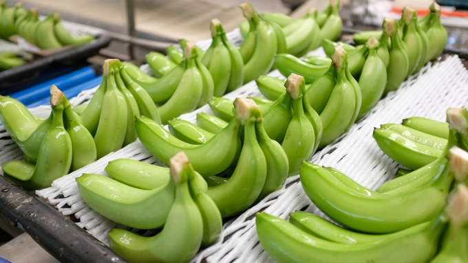 The Vietnam Banana Cooperative has connected with other businesses to manage the purchasing, growing, processing, and preservation processes. Photo: Quynh Chi.