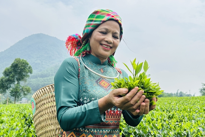 Chè hữu cơ là sản phẩm nổi bật nhất khi nhắc tới HTX chè La Bằng. Ảnh: Quang Linh.