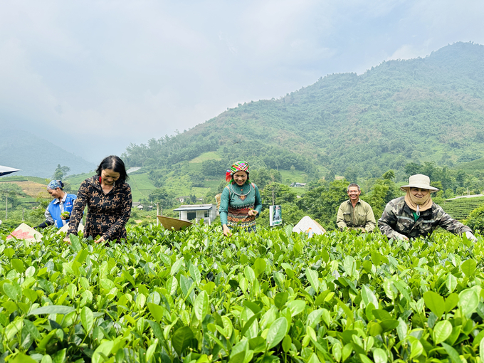 Các thành viên HTX chè La Bằng đều cảm nhận được sự cải thiện về môi trường và sức khỏe khi chuyển đổi sang canh tác hữu cơ. Ảnh: Quang Linh.