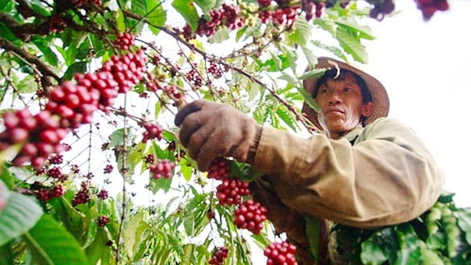 Latest coffee prices globally and domestically on 07/11/2024