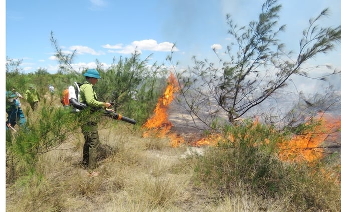 The 'four on-site' firefighting force extinguishing a fire to save the coastal she-oak forest in Quang Ninh district. Photo: TP.