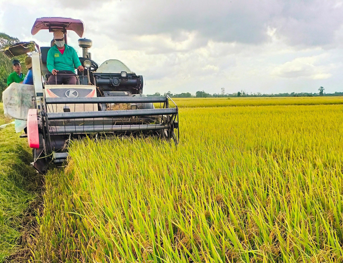 Thu hoạch lúa ở Đồng bằng sông Cửu Long. Ảnh: Thanh Sơn.