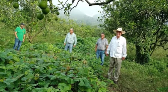 Manuel Ángel Gómez Cruz (far right) visits an agroecological farm in northern Veracruz, Mexico in July 2023.