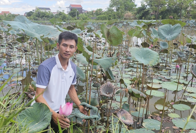 Anh Lê Duy Trinh giới thiệu một hồ sen hồng sau khi đã thu hoạch xong. nong duoc viet nam