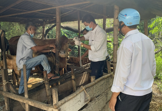 Trong năm 2024, tỉnh Trà Vinh đặt mục tiêu tiêm gần 200.000 liều vacxin cho đàn gia súc của tỉnh. Ảnh: HT.