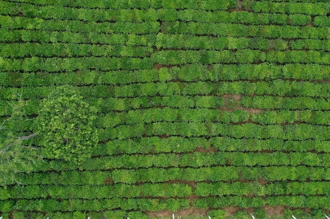 Agroforestry land converted into fruit farms in Son La province. Photo: Tung Dinh.