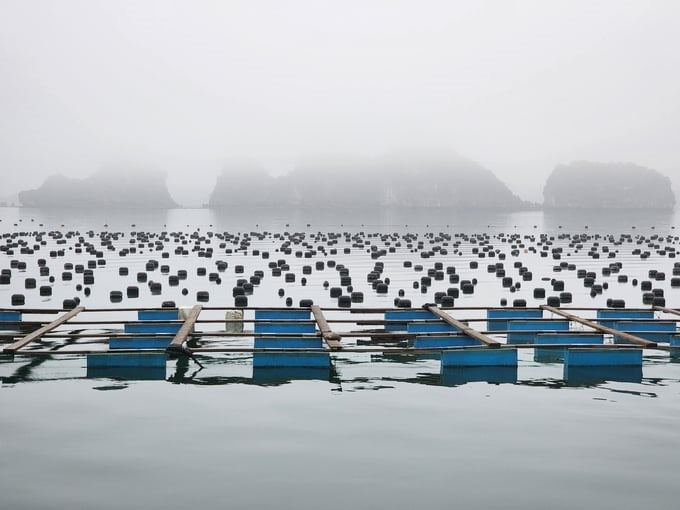 Quang Ninh has many outstanding advantages for oyster farming at sea. Photo: Cuong Vu.