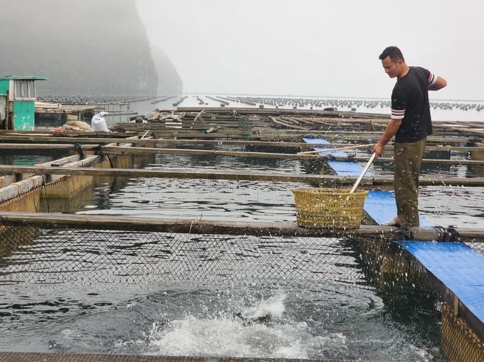 With the advantage of having a large sea surface area, many pools and shallows that are less affected by storms, and a clean water environment, grouper farming in cages is quite popular in Van Don. Photo: Cuong Vu.