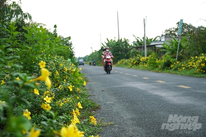 Những khóm hoa Quỳnh Anh ven đường dài hàng km được bà con và cán bộ địa phương chung tay chăm sóc. Ảnh: KT.