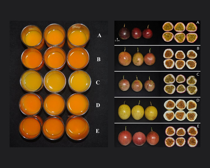 Juice color (left), peel and pulp (right) of five Taiwanese passion fruit varieties: A) Tainong B) Hongxinniang C) Qingxin D) Huangtianwang E) Chuntao. Photo: JC .