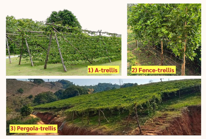 Plant grafting and using net systems in cultivation help improve fruit quality and increase the effectiveness of quality management. Photo: JC.