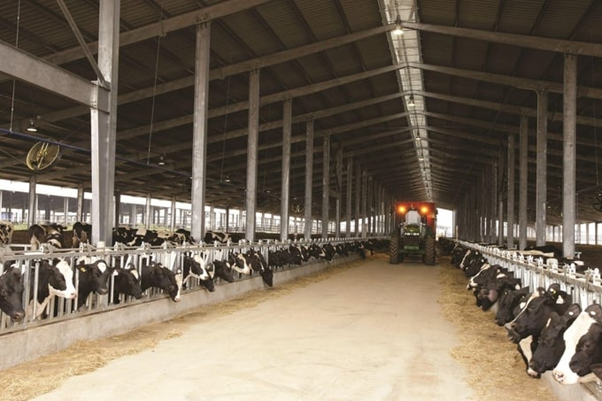 THMF currently owns a concentrated farm cluster applying high technology with the largest closed production process in the world - a world record certified by World Records Union in 2020. Photo: TH true MILK.