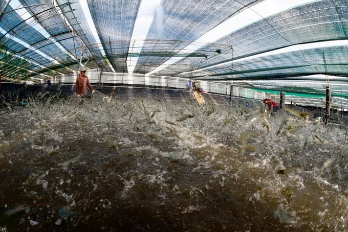 Well apply technological solutions to increase the success rate of shrimp farming crops to at least 65% compared to the current 40%. Photo: Hong Tham.