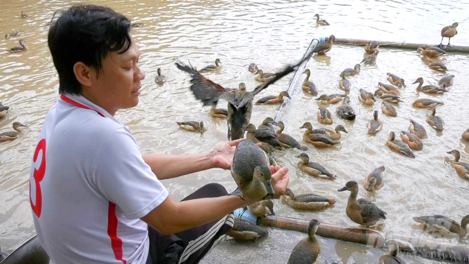 Mô hình nuôi le le và vịt trời của ông Trần Văn Sơn đem lại nguồn thu nhập gần 200 triệu đồng/năm. Ảnh: Lê Hoàng Vũ.