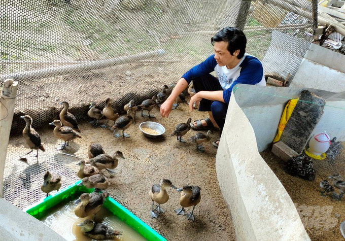 Ông Trần Văn Sơn, là người tiên phong khởi nghiệp từ mô hình nuôi le le và vịt trời tại huyện Tam Nông, Đồng Tháp. Ảnh: Lê Hoàng Vũ.