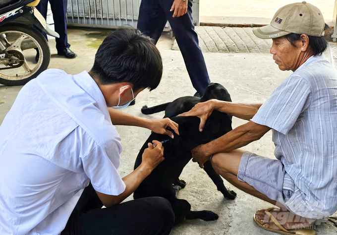 Riêng trong tháng 3 đã xảy ra 2 ổ dịch dại tại 2 xã Ô Long Vĩ và Bình Phú, huyện Châu Phú. Ảnh: Lê Hoàng Vũ.