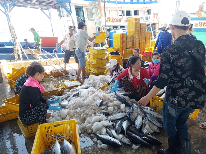 Thời gian qua, ngư dân tại cảng cá Sông Đốc, huyện Trần Thời, tỉnh Cà Mau chấp hành khá tốt chống khai thác thủy sản bất hợp pháp không báo cáo và không theo quy định (IUU). Ảnh: Trọng Linh. 