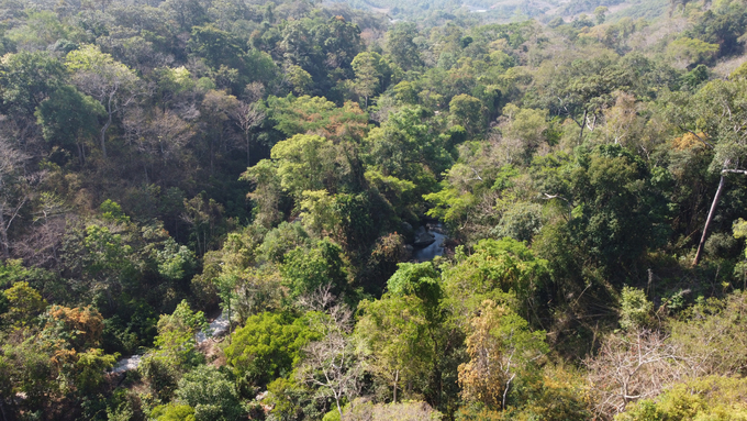 Phuoc Binh National Park also features primeval forests with a rich and diverse plant ecosystem that attracts tourists to explore and experience. Photo: PC.