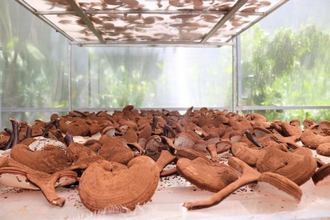 Mr. Le Hoang The, Director of The VOS Ecosystem Co., Ltd., affirmed that the business is ready to share experiences about Lingzhi mushroom strains with agencies and businesses that need to develop this field. Photo: Vietnamnet. 