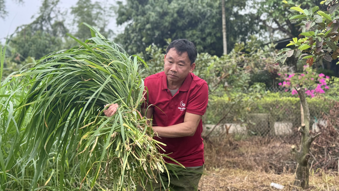 Cần đảm bảo nguồn thức ăn thô xanh cho vật nuôi vào giai đoạn thời điểm nắng nóng. Ảnh: Ánh Nguyệt.