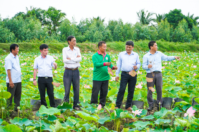 Sở NN-PTNT Đồng Tháp kiểm tra sen. Ảnh: Kim Anh.