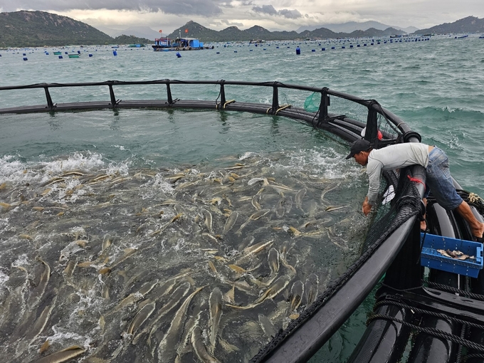 Người dân đánh giá, mô hình nuôi biển công nghệ cao cho hiệu quả vượt trội. Ảnh: KS.