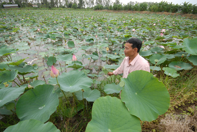 Trồng sen ở Đồng Tháp. Ảnh: NNVN.