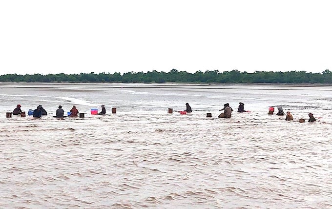 Clam exploitation in Thanh Phu district, Ben Tre province. Photo: Minh Dam.