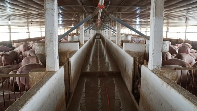 Hướng dẫn người chăn nuôi tăng cường áp dụng các biện pháp vệ sinh, sát trùng khu vực chuồng nuôi và khu vực xung quanh có nguy cơ cao. Ảnh: Hồng Thắm.