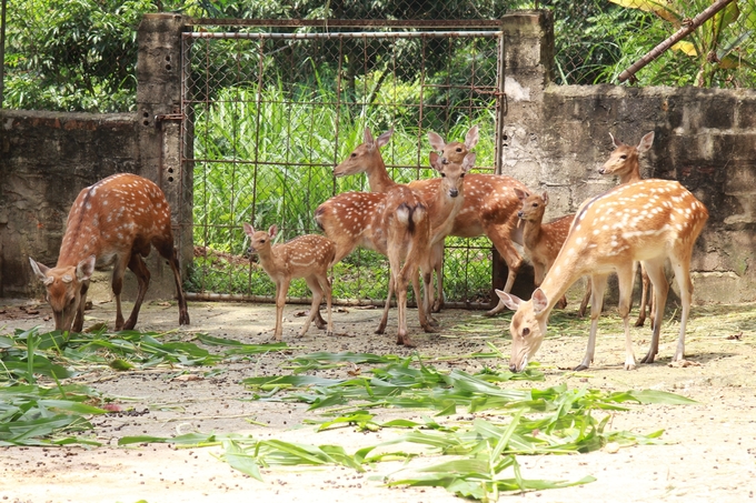 Việc quản lý cấp phép cho các cơ sở gây nuôi động vật hoang dã là rất cần thiết, góp phần hạn chế tình trạng người dân săn bắt động vật rừng ngoài tự nhiên. Ảnh: Thanh Tiến.