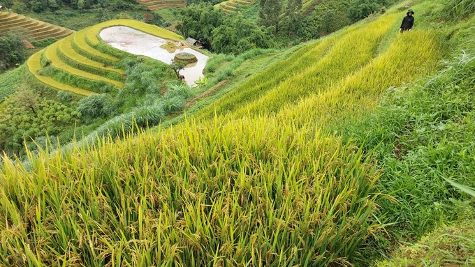 Có 3,4ha lúa của người dân huyện Mù Cang Chải bị mất mùa do mua giống trôi nổi, không rõ nguồn gốc. Ảnh: Thanh Tiến.