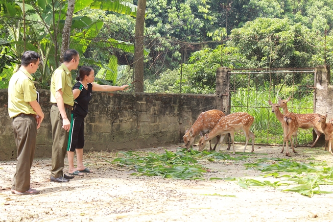 Chi cục Kiểm lâm tỉnh Yên Bái siết chặt việc quản lý các cơ sở nuôi động vật hoang dã. Ảnh: Thanh Tiến.