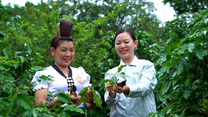 Cán bộ khuyến nông cộng đồng Sơn La hướng dẫn người Thái ở bản Lụa chăm sóc cà phê chè Arabica. Ảnh: Hoàng Anh.