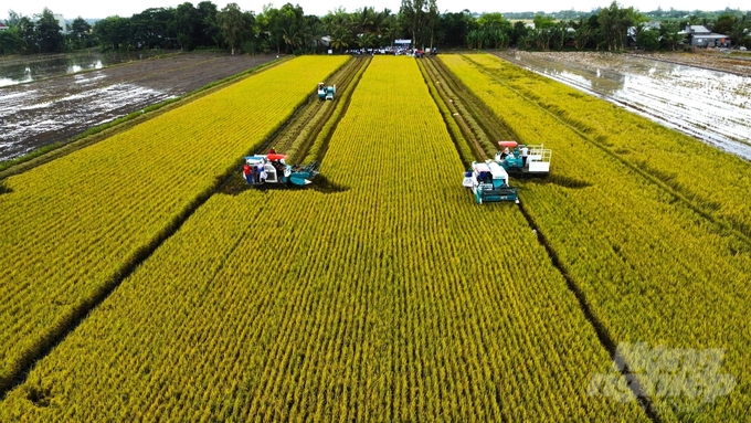 Thủ tướng Chính phủ giao Ngân hàng Nhà nước nghiên cứu, đề xuất ban hành Chương trình tín dụng hỗ trợ liên kết sản xuất, chế biến và tiêu thụ sản phẩm lúa gạo chất lượng cao vùng ĐBSCL. Ảnh: Kim Anh.