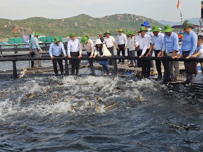 High-tech marine farming pilot model in Cam Lap commune, Cam Ranh city, Khanh Hoa province. Photo: KS.