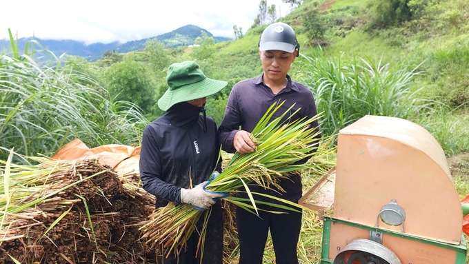 Nguyên nhân lúa mất mùa nặng được ngành chức năng xác định do người dân mua phải giống trôi nổi. Ảnh: Thanh Tiến.