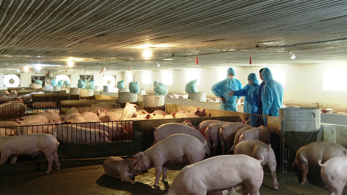 Deputy Minister Phung Duc Tien and the delegation of the Ministry of Agriculture and Rural Development inspected pigs vaccinated with Dacovac-ASF2 African swine fever vaccine in Canh Hung commune, Tien Du district, Bac Ninh province. Photo: HT.