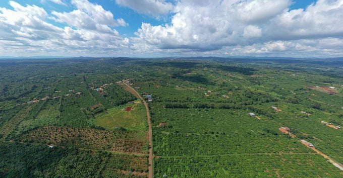 The coffee region in Dak Lak province is certified to comply with EUDR. Photo: Quang Yen.