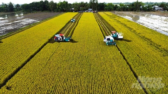 The Prime Minister assigned the State Bank to research and propose the promulgation of a credit program to support linkages in the production, processing, and consumption of high-quality rice products in the Mekong Delta. Photo: Kim Anh.